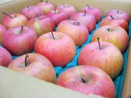 2020年度 信州産 ジュース・ジャム等の加工向き信州りんご 約4.5～ 5kg (10〜25玉 )【送料無料(一部地域は有料)】