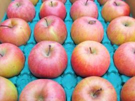 2020年度 信州産　ジュース・ジャム等の加工向き信州りんご 約9.5～10kg 20〜50玉 【送料無料(一部地域は有料)】