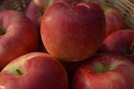 信州産 8月リンゴ有望種!夏あかり　自家用 約4.5kg(18〜25玉入れ)【送料無料(一部地域は有料)】