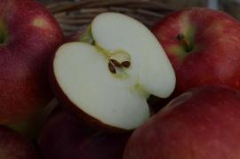 信州産 8月リンゴ有望種!夏あかり　自家用 約9kg(36〜50玉入れ)【送料無料(一部地域は有料)】