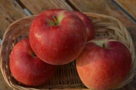 信州産 8月リンゴ有望種!夏あかり　上級ランク 約4.5kg(16〜20玉入れ)【送料無料(一部地域は有料)】