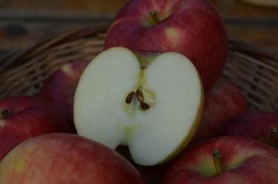 信州産 8月リンゴ有望種!夏あかり　上級ランク 約4.5kg(16〜20玉入れ)【送料無料(一部地域は有料)】