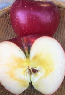 2020年度 信州産 蜜入り系新品種りんご シナノホッペ　中級ランク4.7～5kg10〜20玉 【送料無料(一部地域は有料)】収穫&発送は10月25日過ぎ頃から順次発送予定!
