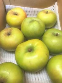 信州産 人気の加工向きりんご「ブラムリー」約1.8〜2kg前後(送料無料)バラ詰め