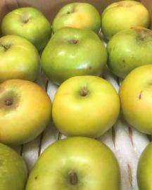 信州産 人気の加工向きりんご「ブラムリー」約2.7〜3kg前後(送料無料)バラ詰め